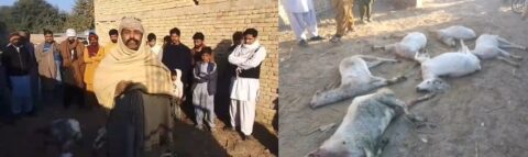 اوچ شریف:احمد پور شرقیہ میں آوارہ کتوں کا حملہ، نایاب نسل کی 6 بکریاں ہلاک، انتظامیہ پر سوالات