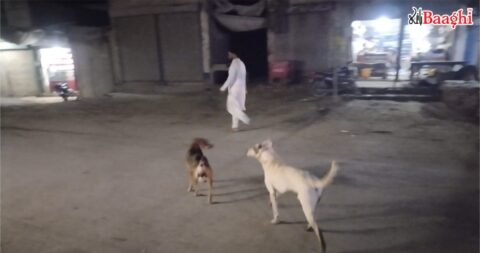 اوچ شریف: خیر پور ڈاھا میں آوارہ کتوں کا راج، شہری خوف کے مارے گھر میں محصور