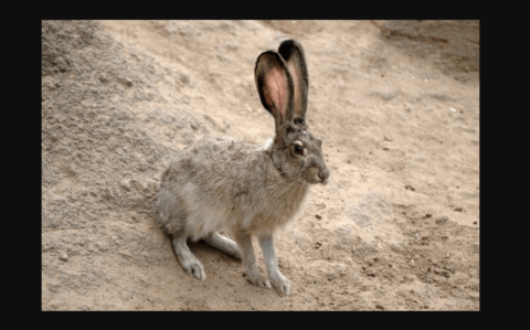 کتوں کے ذریعے خرگوش کے غیرقانونی شکار پر 19 افراد گرفتار