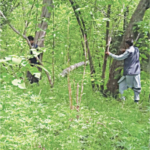 سینیٹ کی قائمہ کمیٹی برائے موسمیاتی تبدیلی کے اجلاس میں  پیپر ملبری کے درختوں کی کٹائی پر بحث