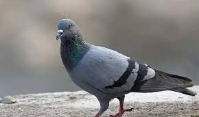 پاکستان کیلئےجاسوسی کرنے کے الزام میں کبوتر  گرفتار ،بھارتی سیکیورٹی اداروں میں تشویش