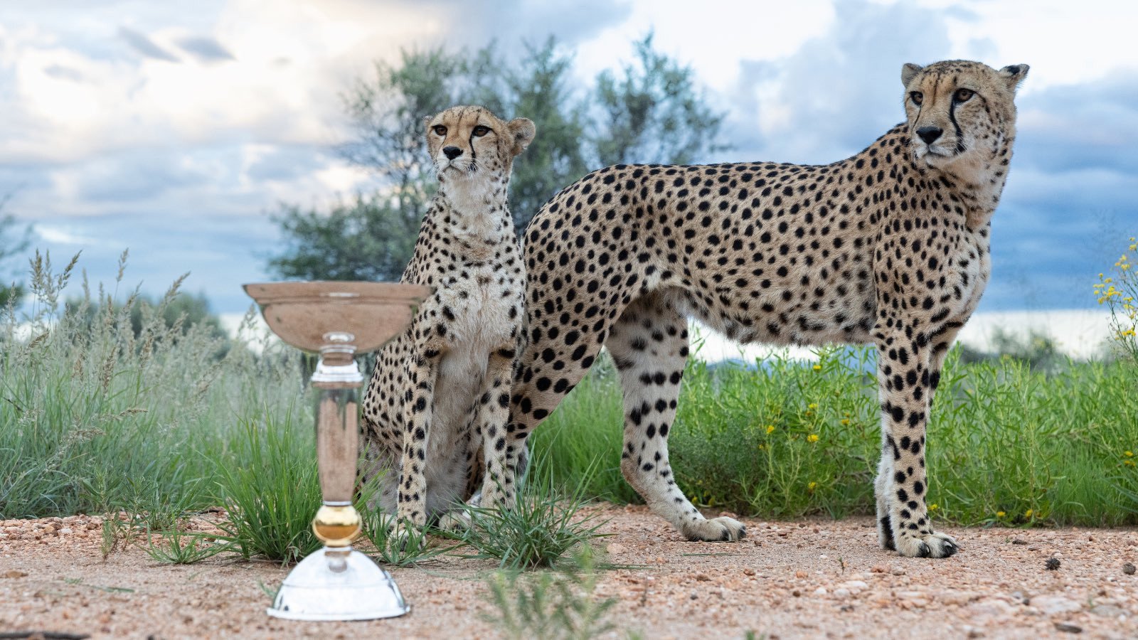 انڈر 19 ورلڈکپ کی وننگ ٹرافی کا چیتوں کے ساتھ کیا گیا فوٹو شوٹ وائرل