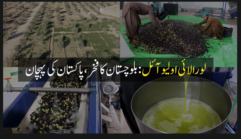 لورالائی اولیو آئل ، بلوچستان کا فخر، پاکستان کی پہچان