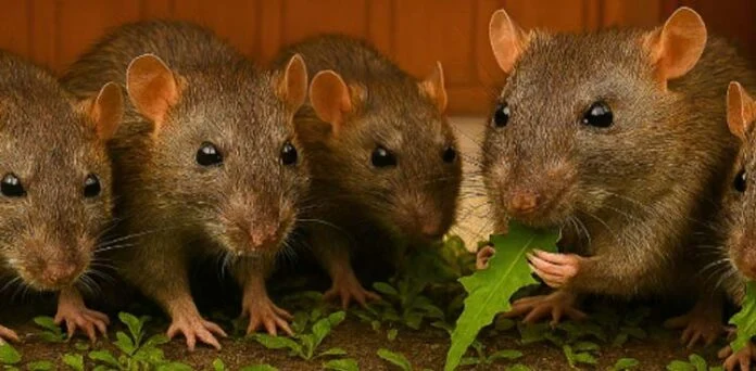 چوہوں نے 200 کلو چرس کھا کر گرفتار ملزم کو رہائی دلوا دی