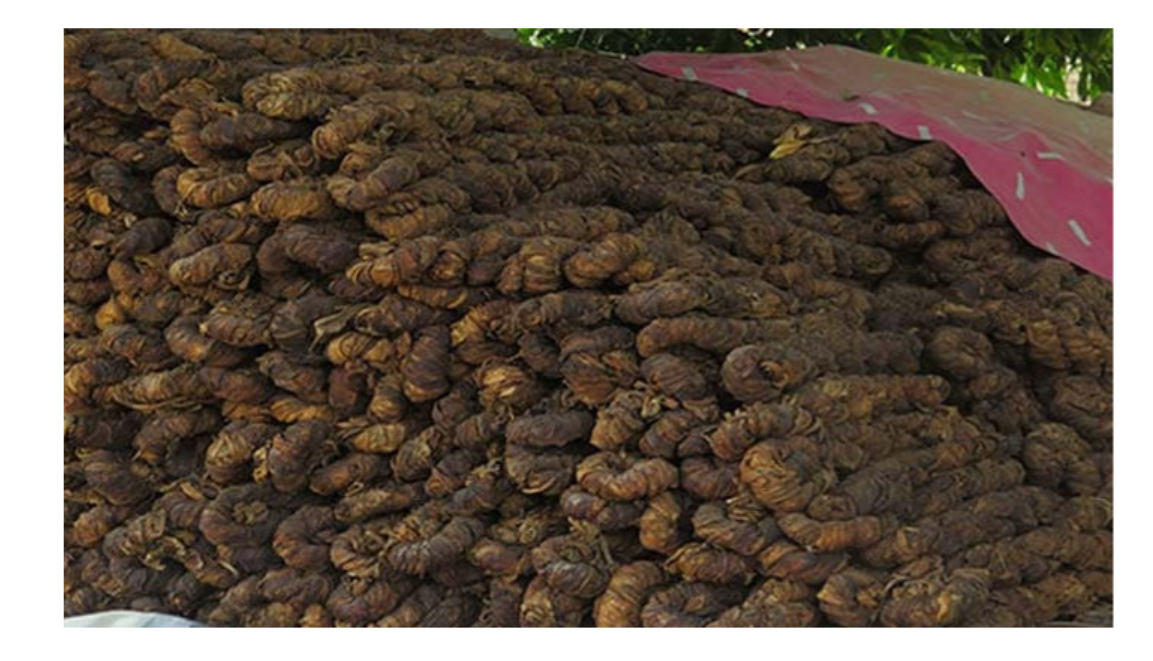 صوابی،ٹیکس آفس کی بڑی کارروائی، لاکھوں کلو غیر قانونی تمباکو برآمد