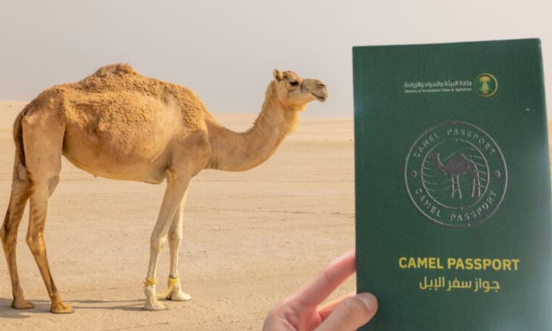 سعودی عرب: اونٹوں کو پاسپورٹ جاری کرنے کا فیصلہ
