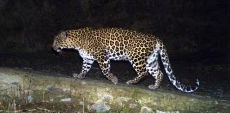 آزاد کشمیر: چڑہویٰ میں ایک اور تیندوے کی لاش برآمد