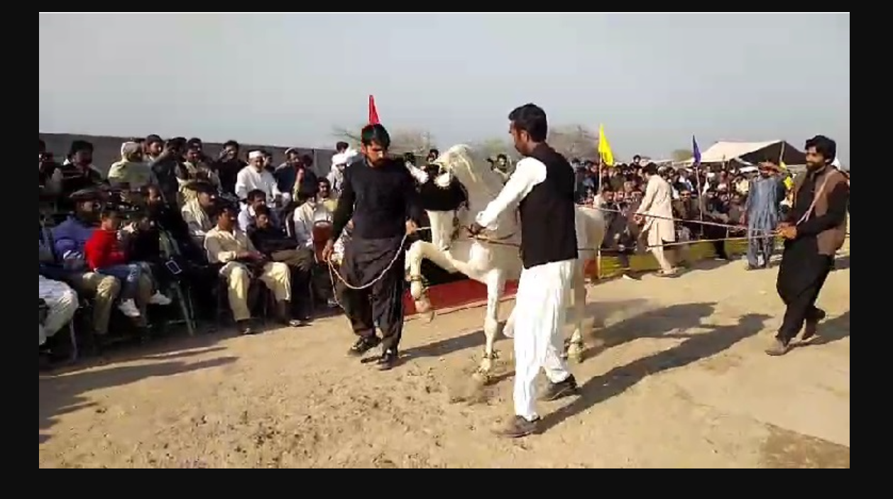 واربرٹن کے علاقہ جھنگڑ لعل میں آل پاکستان گھوڑا ڈانس مقابلوں کا انعقاد
