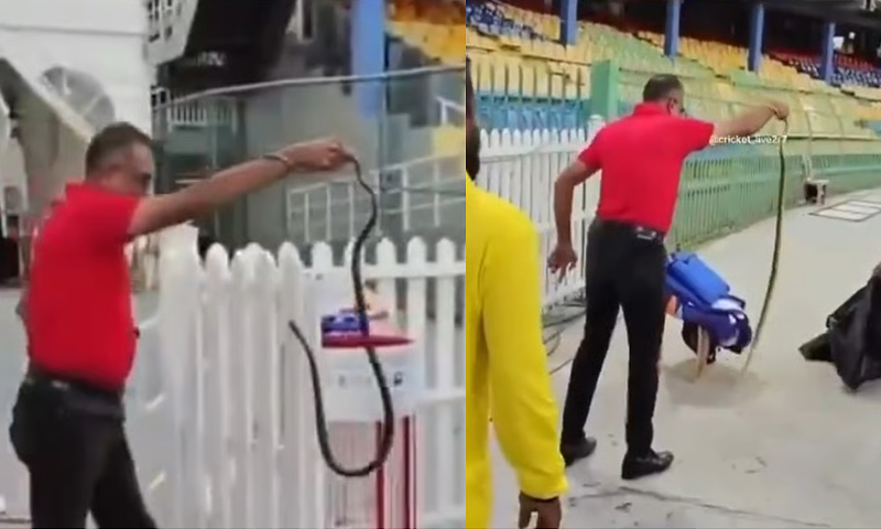 ٹی 20 ورلڈکپ: پاک بھارت ٹاکرے سے قبل کولمبو اسٹیڈیم میں 4 فٹ لمبا سانپ نکل آیا