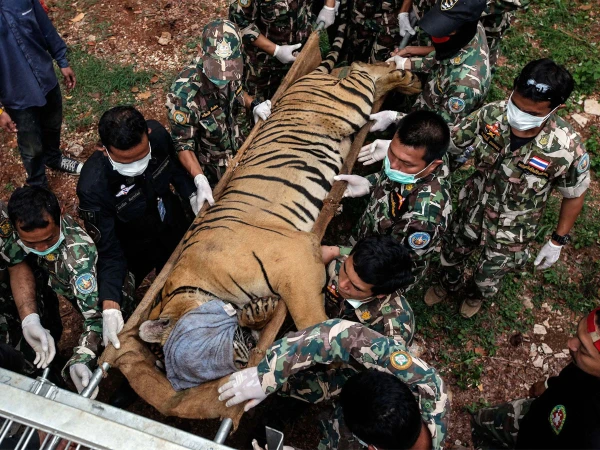 تھائی لینڈ : ایک نجی پارک میں وائرس سے 72 چیتے ہلاک