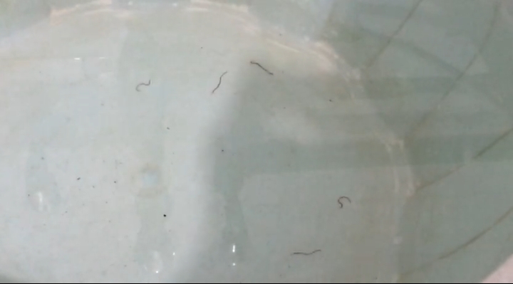 واٹر سپلائی کے پانی سے سانپ کے بچے نکلنے پر تشویش