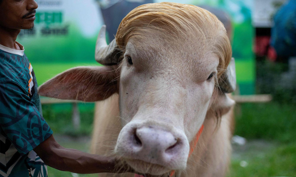 bull