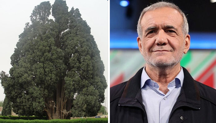 tree