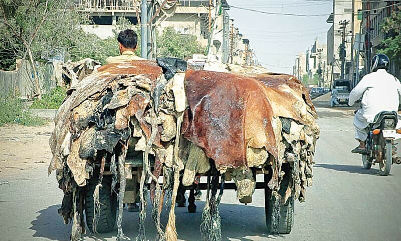پنجاب: کالعدم تنظیموں پرقربانی کی کھالیں اکٹھا کرنے پر پابندی