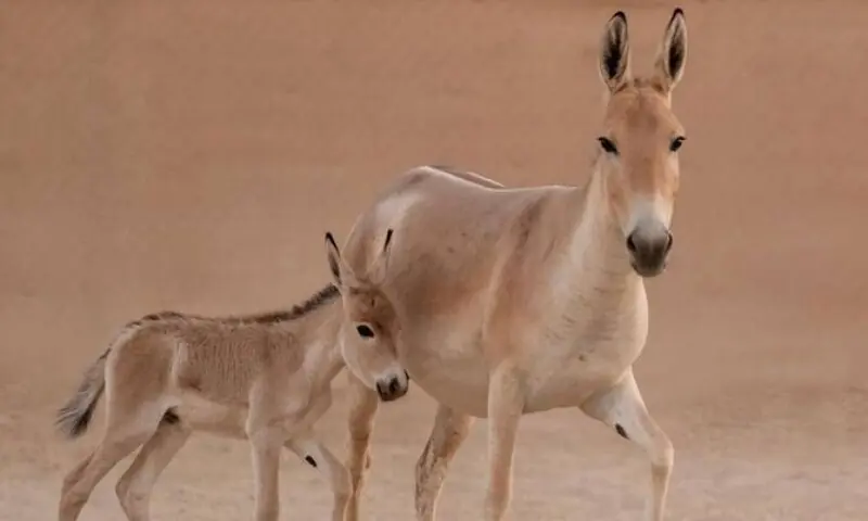 donkey